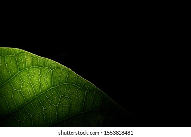 Green leaf texture with light behind, close up.