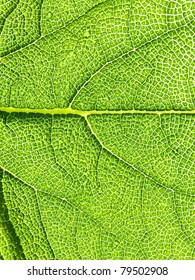 Green leaf texture, macro. ?bstract background   3