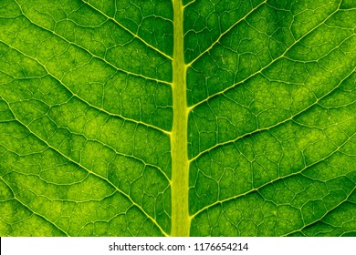 Green leaf texture macro closeup. Abstract green leaf.