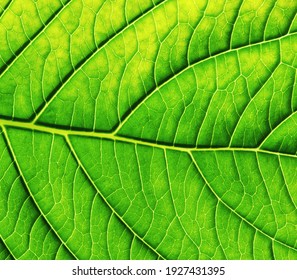Green leaf texture macro closeup. Leaves veins and grooves. Pattern nature eco green background. - Shutterstock ID 1927431395