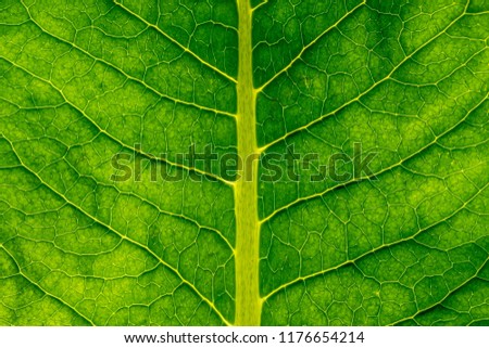 Green leaf texture macro closeup. Abstract green leaf.