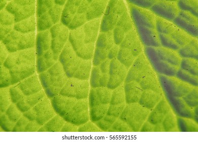 Green leaf texture, Macro shot.
