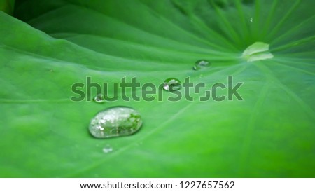 Similar – Image, Stock Photo Water Droplet on Green Leaf