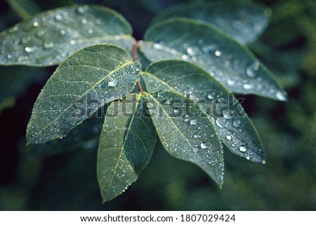 Green Leaf Texture Raindrops Background