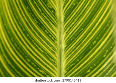 green leaf texture with thicker branch backs to support the leaf segments