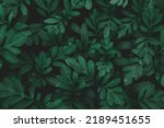 Green leaf texture,Green leaves pattern background.Natural background and wallpaper.
