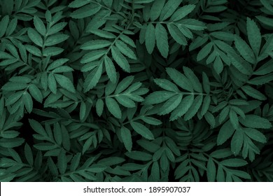 Green Leaf Texture,Green Leaves Pattern Background.Natural Background And Wallpaper.