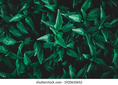 Green leaf texture,Green leaves pattern background