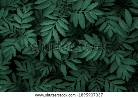 Green leaf texture,Green leaves pattern background.Natural background and wallpaper.
