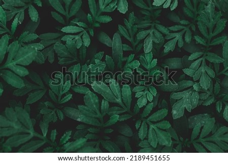 Green leaf texture,Green leaves pattern background.Natural background and wallpaper.