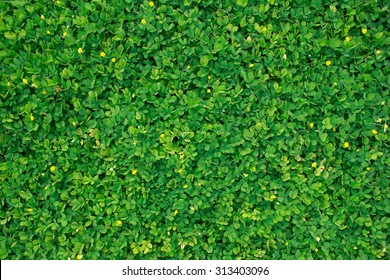 Green leaf texture/leaf texture background - Shutterstock ID 313403096