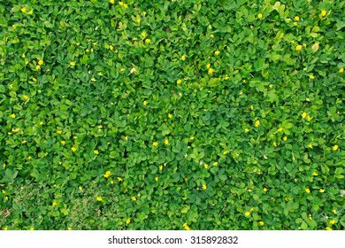 Green Leaf Texture/leaf Texture Background