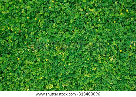 Green leaf texture/leaf texture background