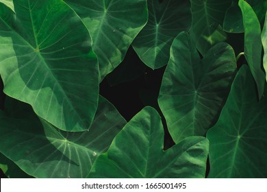 Green leaf texture.Leaf texture background.Natural background and wallpaper.