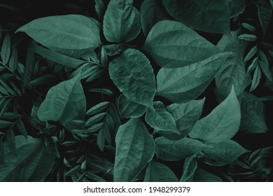 Green leaf texture.Leaf texture background.Natural background and wallpaper. - Shutterstock ID 1948299379