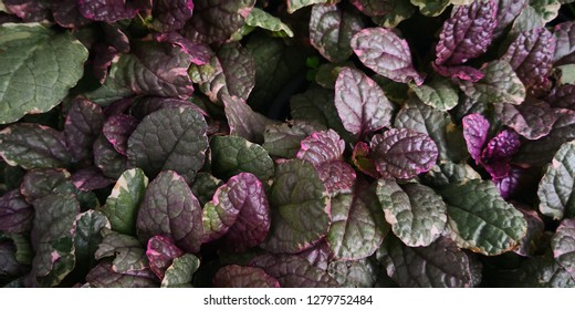 Green leaf texture,Textured background.Top view ofBurgundy Glow (Ajuga reptans).Groundcover of attractive evergreen foliage of ajuga reptans or Bugleweed, Bugle.