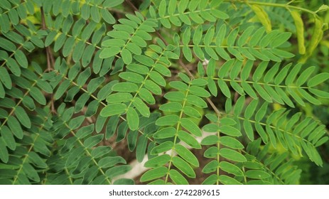 Green leaf that has a compound structure, meaning that one leaf consists of many smaller leaflets, top view shot. Landscape orientation