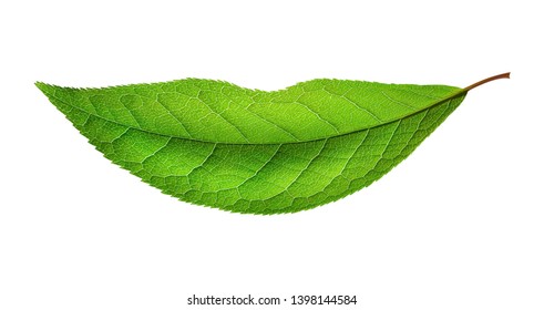 Green Leaf That Shapes A Mouth