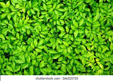 green leaf, tiny green leaf, natural green background - Shutterstock ID 366325733