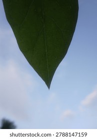 Green leaf tip hanging down against cloudy blue sky background