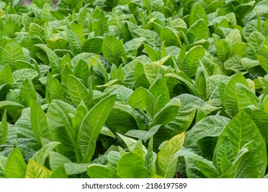 Green Leaf Tobacco Blurred Tobacco Field Stock Photo 2186197589 ...