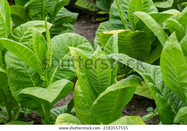 Green leaf tobacco in a blurred tobacco field\
background, close up. Tobacco big leaf crops growing in tobacco\
plantation field.