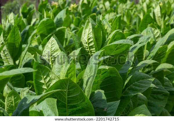 Green leaf tobacco in a blurred tobacco field\
background, close up. Tobacco big leaf crops growing in tobacco\
plantation field.
