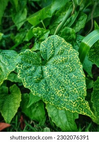 Green leaf from top view in selective focus on blurry background 