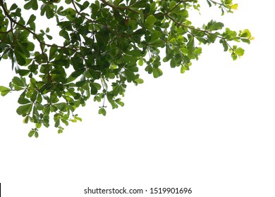 Green Leaf Or Tree Branch Isolated On White Background.