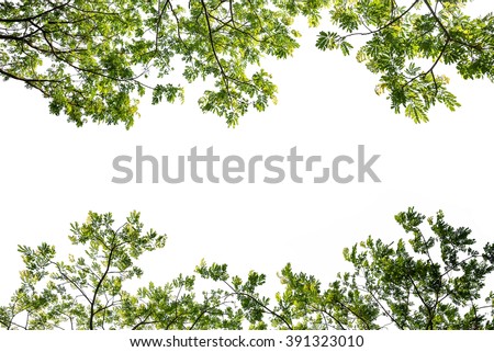 green leaf tree branch isolated on white background