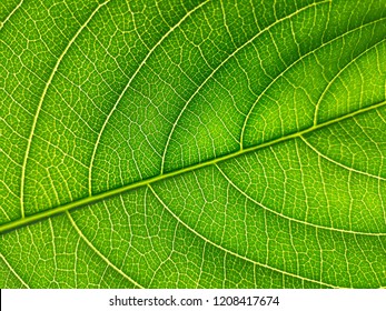 Green leaf tree. close up of green leaf texture.Green leaf texture.close up of green leaf texture.detail close image tree green leaf macro.