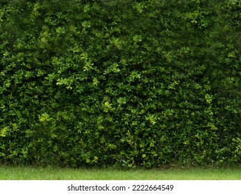 Green Leaf Tree Natural Environment Garden Color Background Wallpaper Empty No People Symbol Decoration Ornament Forest Texture Art View Pattern Scence Element Flora Macro Blank Mountain Concept