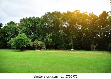 green leaf and tree nature background texture and sunlight beauty in Nature