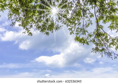green leaf of tree with sky and cloud in sunlight