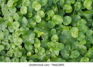 Green leaf tree texture background with water drop on top, view from top leaf. asian herbal medicine.
