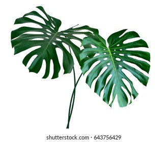 Green Leaf Of A Tropical Flower Monstera Isolated On White Background.