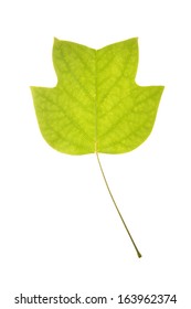 Green leaf of tulip tree isolated on white