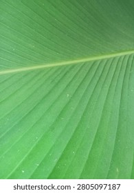 green leaf with a unique pattern, simpe and beautiful 