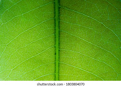 Green Leaf Vain Macro Shot With All Details Texture Background