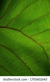 Green Leaf Vain Pattern Details. 