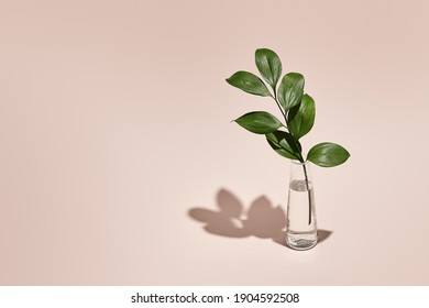 Green leaf and vase minimal summer or spring still life on pastel pink table. Sunlight, hard shadow. Floral, interior, nature concept - Shutterstock ID 1904592508