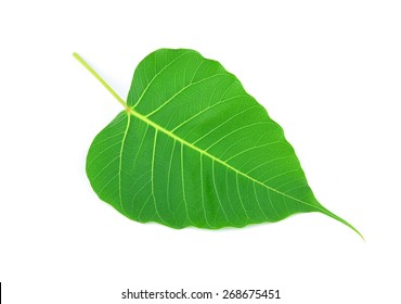 green leaf vein  bodhi leaf  on white background