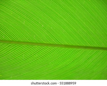 Green leaf vein texture.