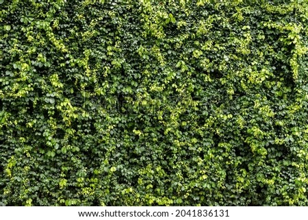 Green leaf wall texture background. Vine on the wall. Environmental freshness wallpaper concept.
