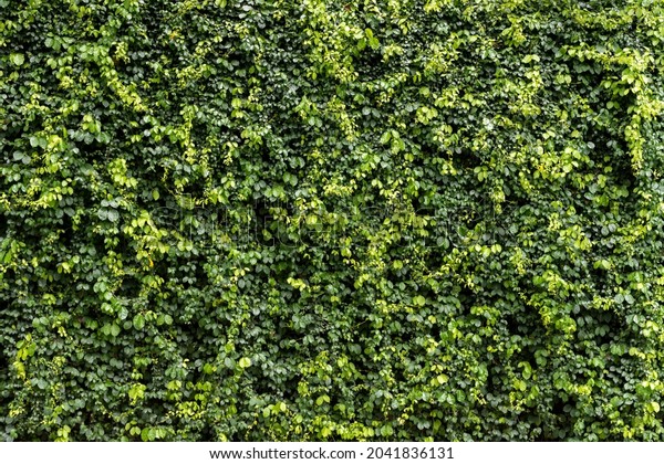 117,073 Vines Wall Images, Stock Photos & Vectors | Shutterstock