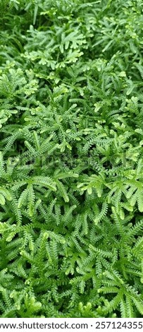 green leaf wallpaper homescreen background 