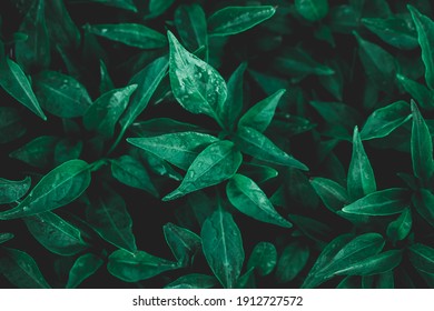 叶子背景图片 库存照片和矢量图 Shutterstock