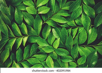 Green Leaf With Water Drop On Black Background Vintage Color