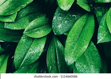 Green Leaf With Water Drop  For Pattern Background, Tropical Tree After Heavy Rain. Natural Color Tone For Text Input.