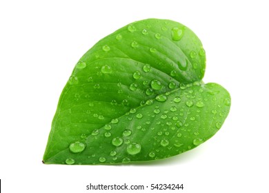 Green leaf with water droplets,Closeup.
